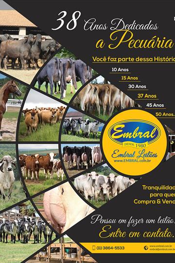 LEILÃO VIRTUAL | PAINT HORSE LEILÃO VIRTUAL | PAINT HORSE