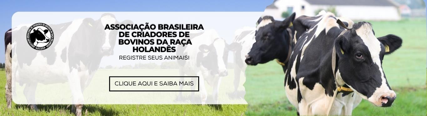 HOLANDÊS