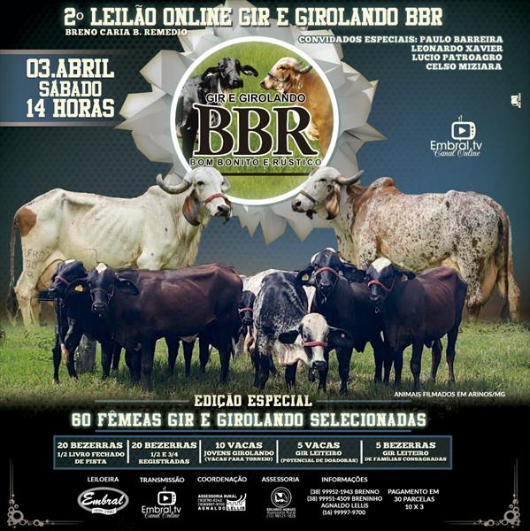 2º LEILÃO ON LINE GIR E GIROLANDO BBR 2º LEILÃO ON LINE GIR E GIROLANDO BBR