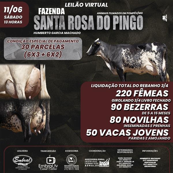 LIQUIDAÇÃO TOTAL DO REBANHO 3/4 FAZENDA SANTA ROSA DO PINGO - 2º ETAPA LIQUIDAÇÃO TOTAL DO REBANHO 3/4 FAZENDA SANTA ROSA DO PINGO - 2º ETAPA