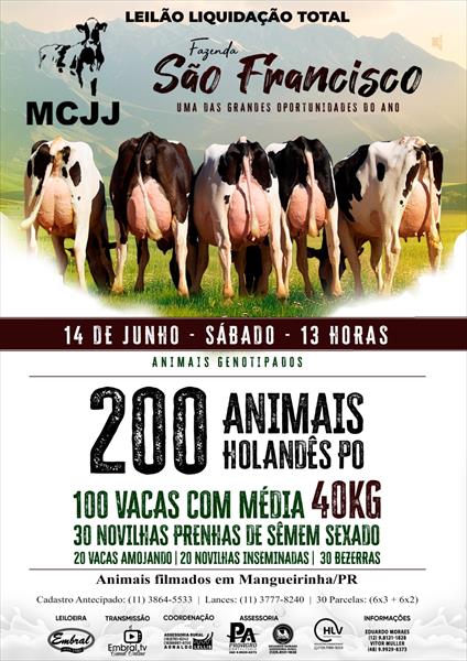 LEILÃO LIQUIDAÇÃO TOTAL FAZENDA SÃO FRANCISCO | GADO HOLANDÊS LEILÃO LIQUIDAÇÃO TOTAL FAZENDA SÃO FRANCISCO | GADO HOLANDÊS