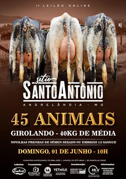 1º LEILÃO ONLINE SÍTIO SANTO ANTÔNIO | GADO GIROLANDO 1º LEILÃO ONLINE SÍTIO SANTO ANTÔNIO | GADO GIROLANDO
