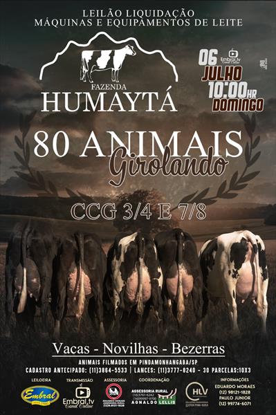 LEILÃO DE LIQUIDAÇÃO FAZENDA HUMAYTÁ | GADO GIROLANDO - MÁQUINAS E EQUIPAMENTOS DE LEITE LEILÃO DE LIQUIDAÇÃO FAZENDA HUMAYTÁ | GADO GIROLANDO - MÁQUINAS E EQUIPAMENTOS DE LEITE