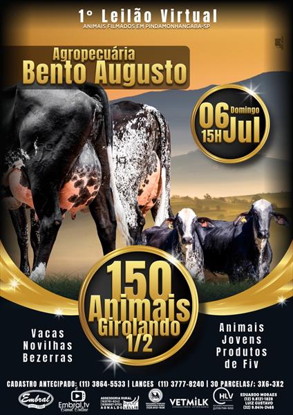 1º LEILÃO VIRTUAL AGROPECUARIA BENTO AUGUSTO | GADO GIROLANDO 1º LEILÃO VIRTUAL AGROPECUARIA BENTO AUGUSTO | GADO GIROLANDO
