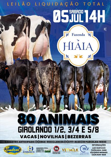 LIQUIDAÇÃO TOTAL FAZENDA HIAIA | GADO GIROLANDO LIQUIDAÇÃO TOTAL FAZENDA HIAIA | GADO GIROLANDO