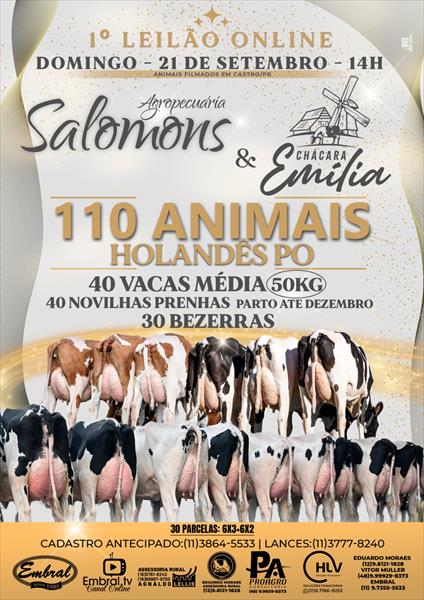 1º LEILÃO ONLINE AGROPECUARIA SALOMONS & CHÁCARA EMILIA | GADO HOLANDÊS