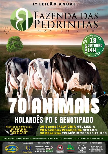 1º LEILÃO ANUAL FAZENDA DAS PEDRINHAS | GADO HOLANDÊS