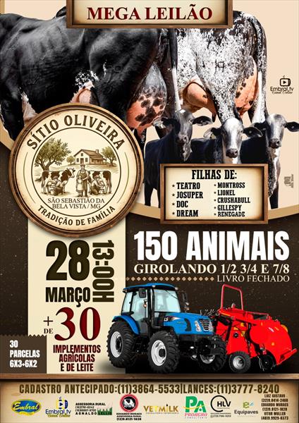 MEGA LEILÃO SÍTIO OLIVEIRA | DIA 01 - OFERTA DO GADO GIROLANDO 1/2,3/4, 7/8