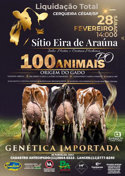 LEILÃO LIQUIDAÇÃO TOTAL SÍTIO EIRA ARAÚNA | GADO HOLANDÊS