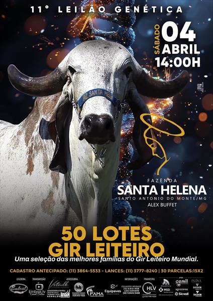 11º LEILÃO DE GENÉTICA FAZENDA SANTA HELENA | GADO GIR LEITEIRO