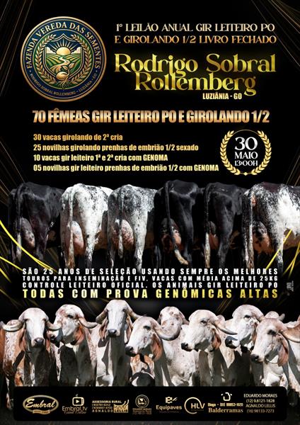 1º LEILÃO ANUAL FAZENDA VEREDAS DAS SEMENTES | GADO GIROLANDO 1/2 E GIR LEITEIRO