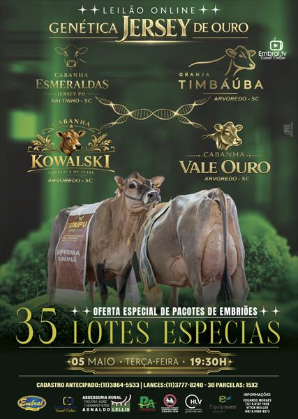 LEILÃO GENETICA JERSEY DE OURO | GADO JERSEY