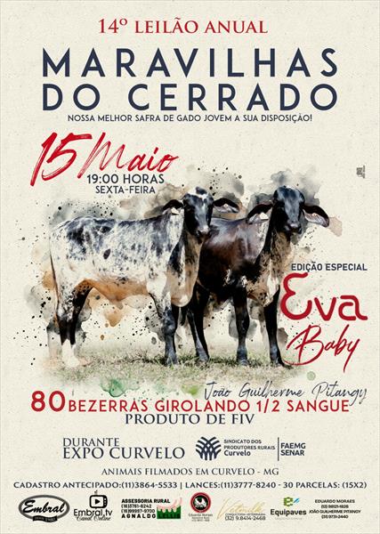 14º LEILÃO ANUAL MARAVILHAS DO CERRADO | GADO GIROLANDO 1/2 SANGUE