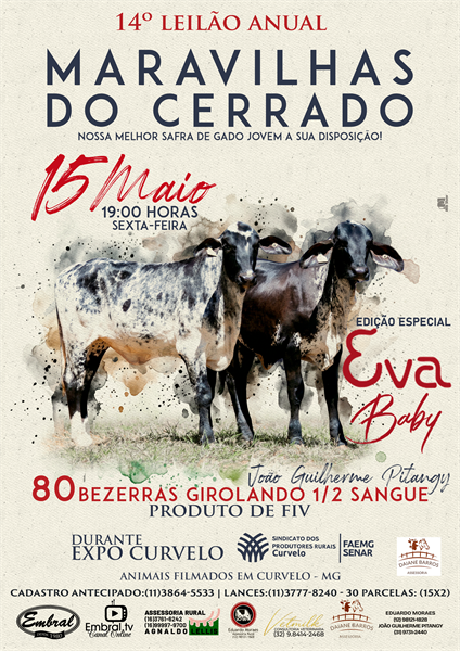 14º LEILÃO ANUAL MARAVILHAS DO CERRADO | GADO GIROLANDO 1/2 SANGUE
