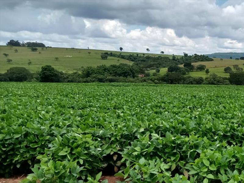 PROPRIEDADE À VENDA | FAZENDA EM ITAMOGI