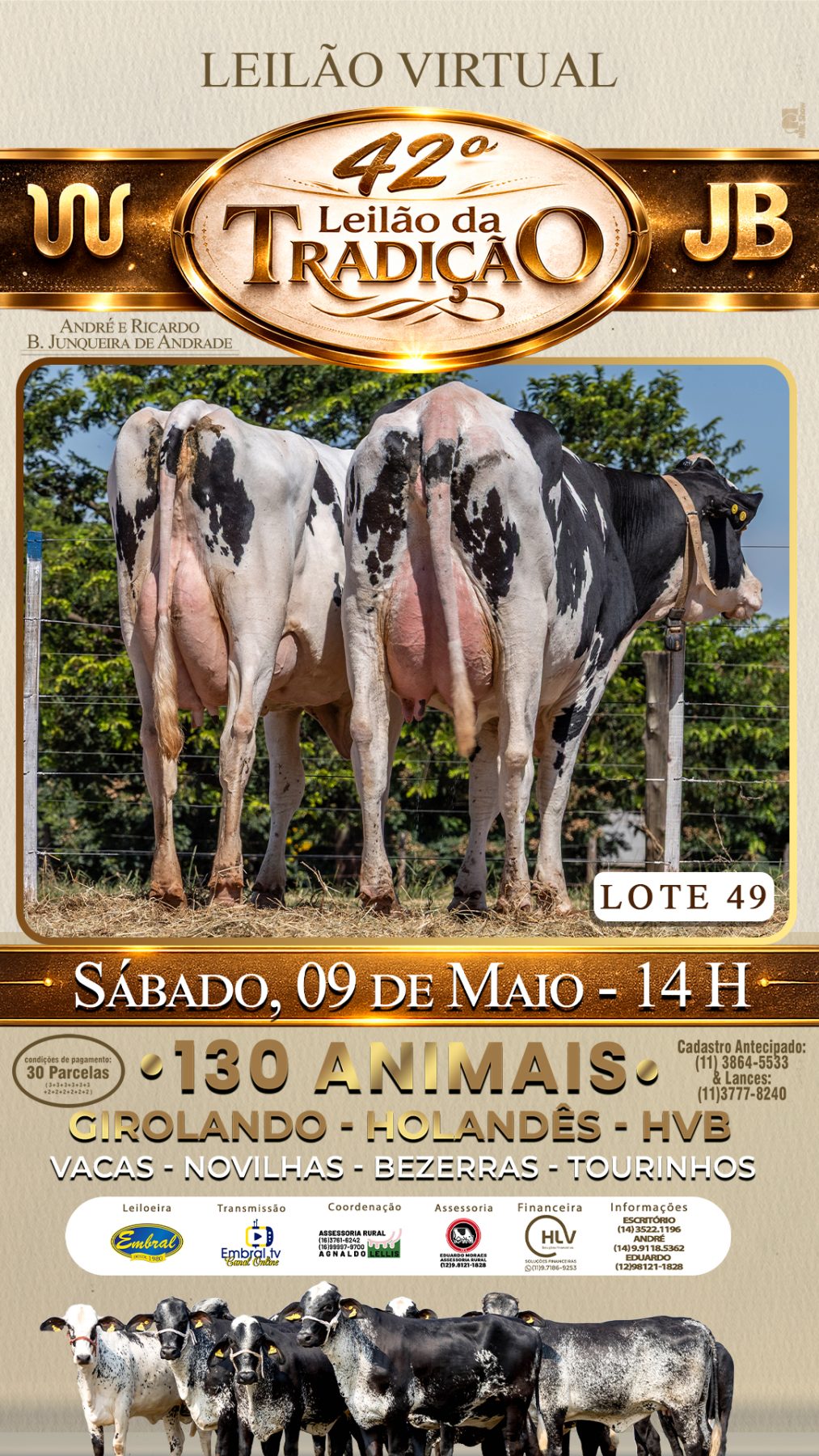 42º LEILÃO DA TRADIÇÃO | GADO GIROLANDO E HOLANDÊS HVB - lote 49