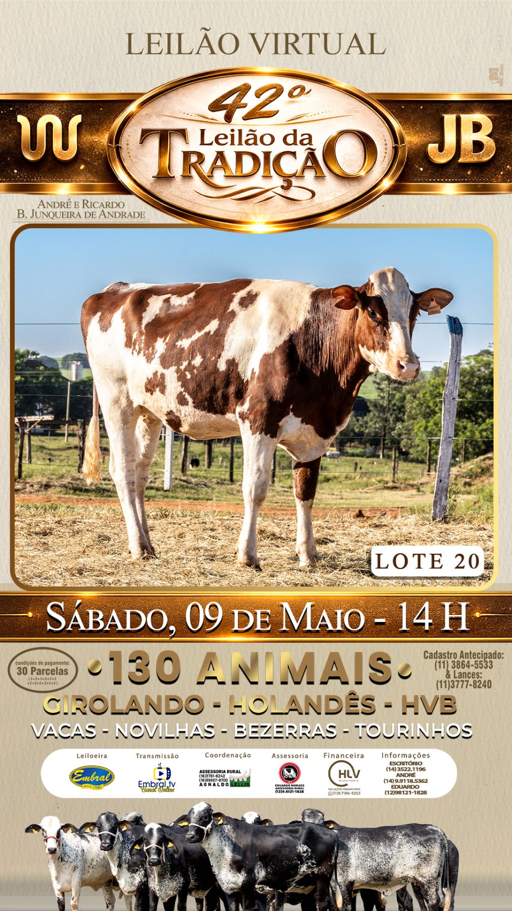 42º LEILÃO DA TRADIÇÃO | GADO GIROLANDO E HOLANDÊS HVB - lote 20