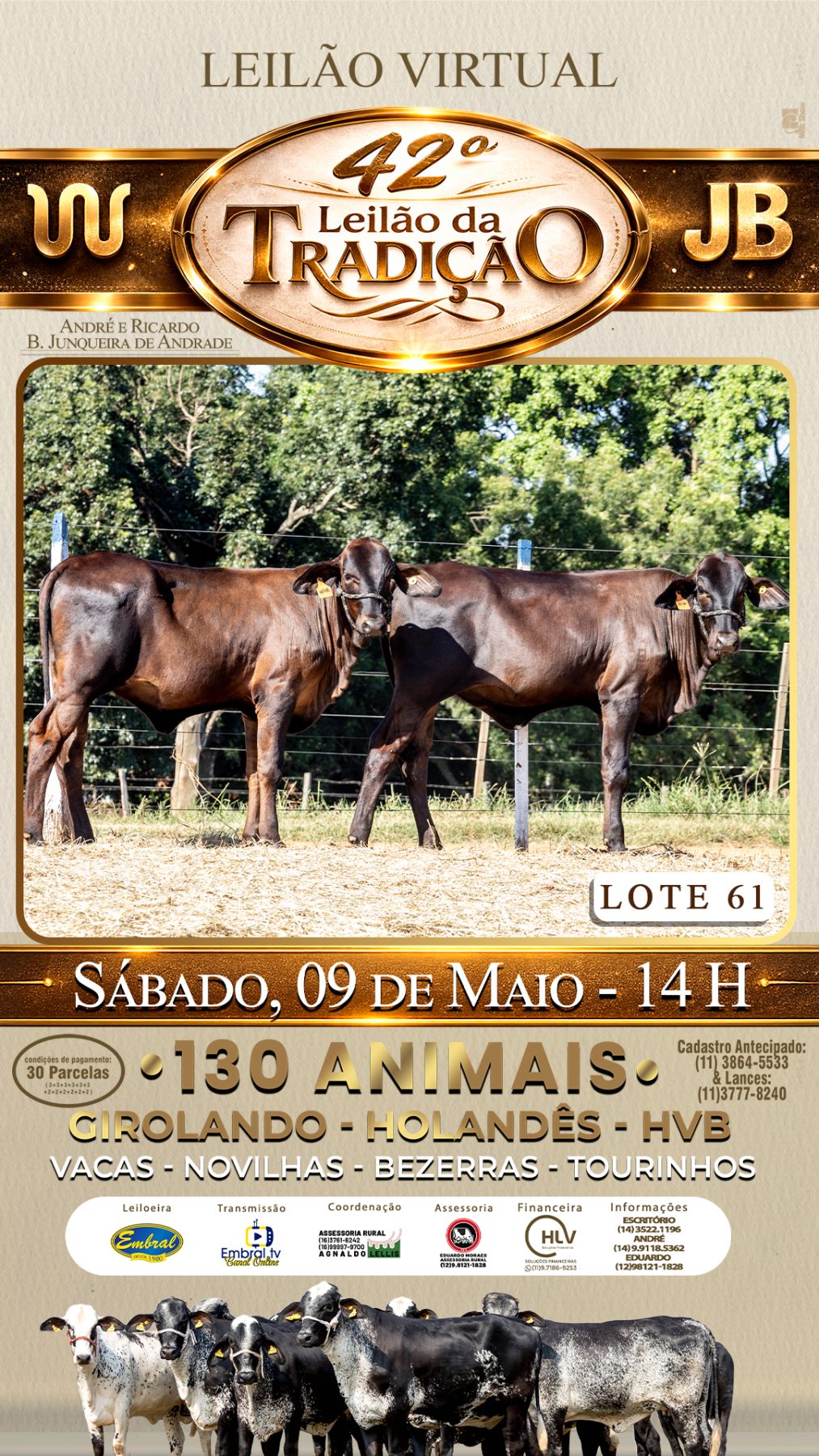 42º LEILÃO DA TRADIÇÃO | GADO GIROLANDO E HOLANDÊS HVB - lote 61