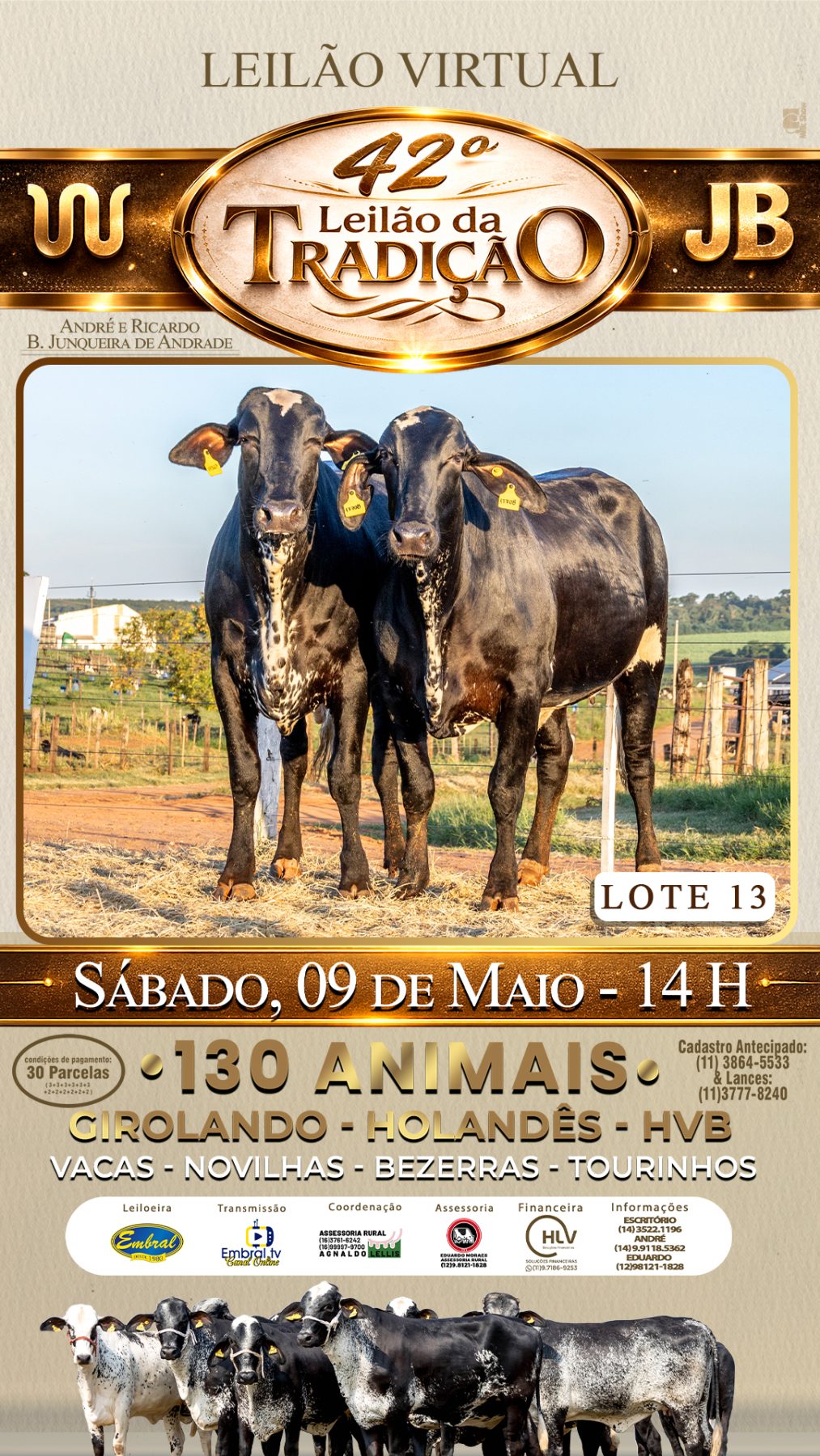 42º LEILÃO DA TRADIÇÃO | GADO GIROLANDO E HOLANDÊS HVB - lote 13