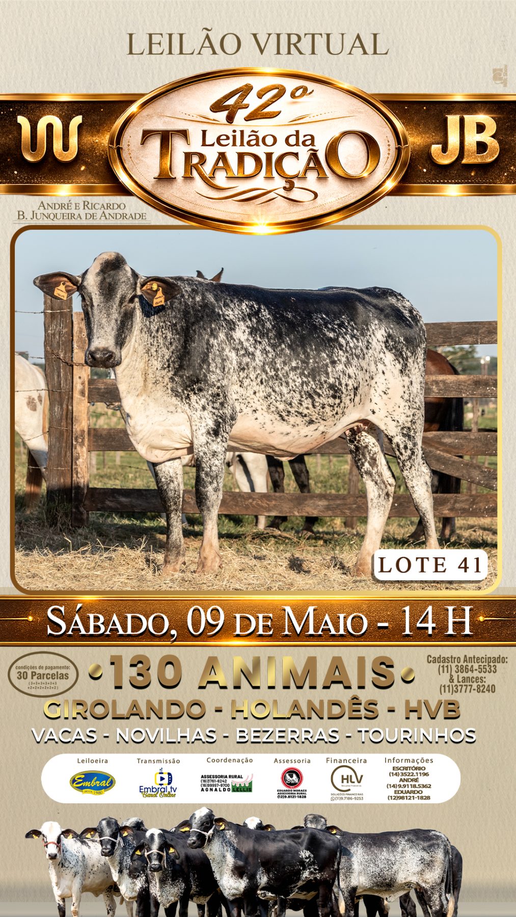 42º LEILÃO DA TRADIÇÃO | GADO GIROLANDO E HOLANDÊS HVB - lote 41
