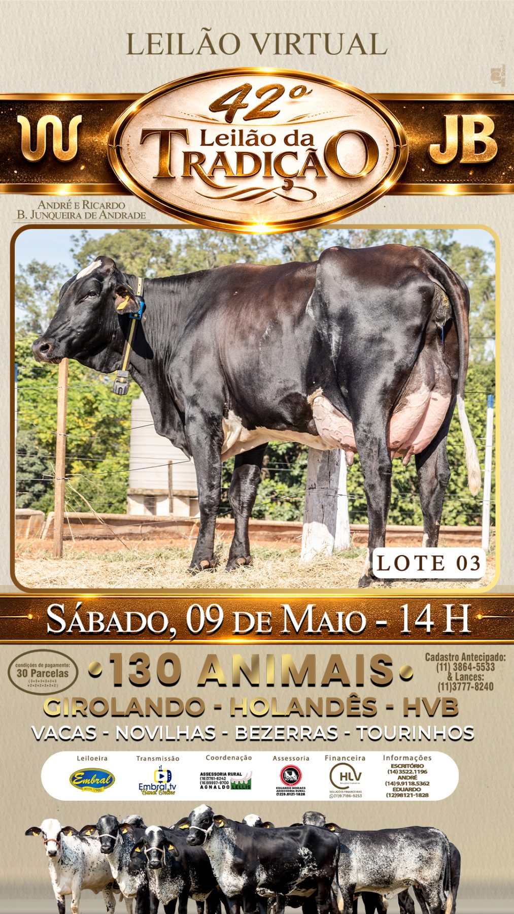 42º LEILÃO DA TRADIÇÃO | GADO GIROLANDO E HOLANDÊS HVB - lote 3