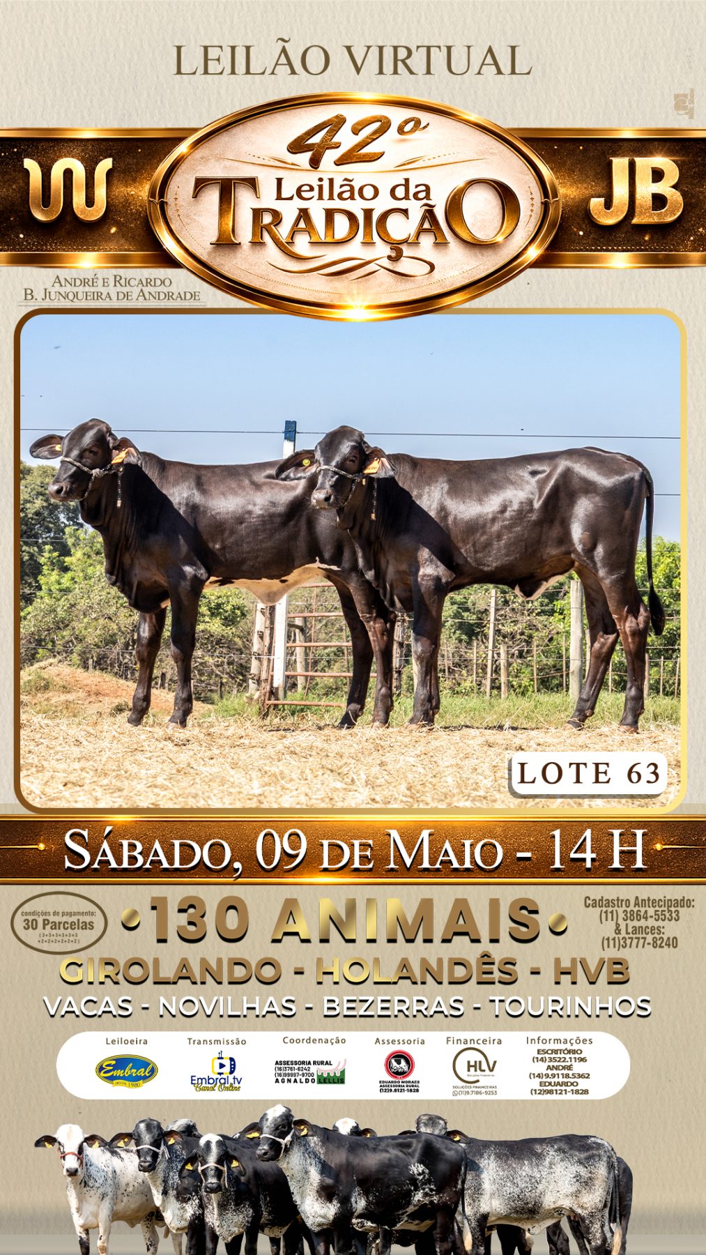 42º LEILÃO DA TRADIÇÃO | GADO GIROLANDO E HOLANDÊS HVB - lote 63