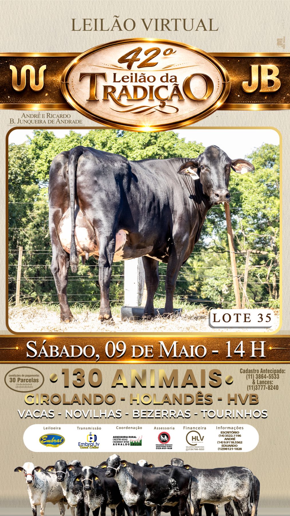 42º LEILÃO DA TRADIÇÃO | GADO GIROLANDO E HOLANDÊS HVB - lote 35