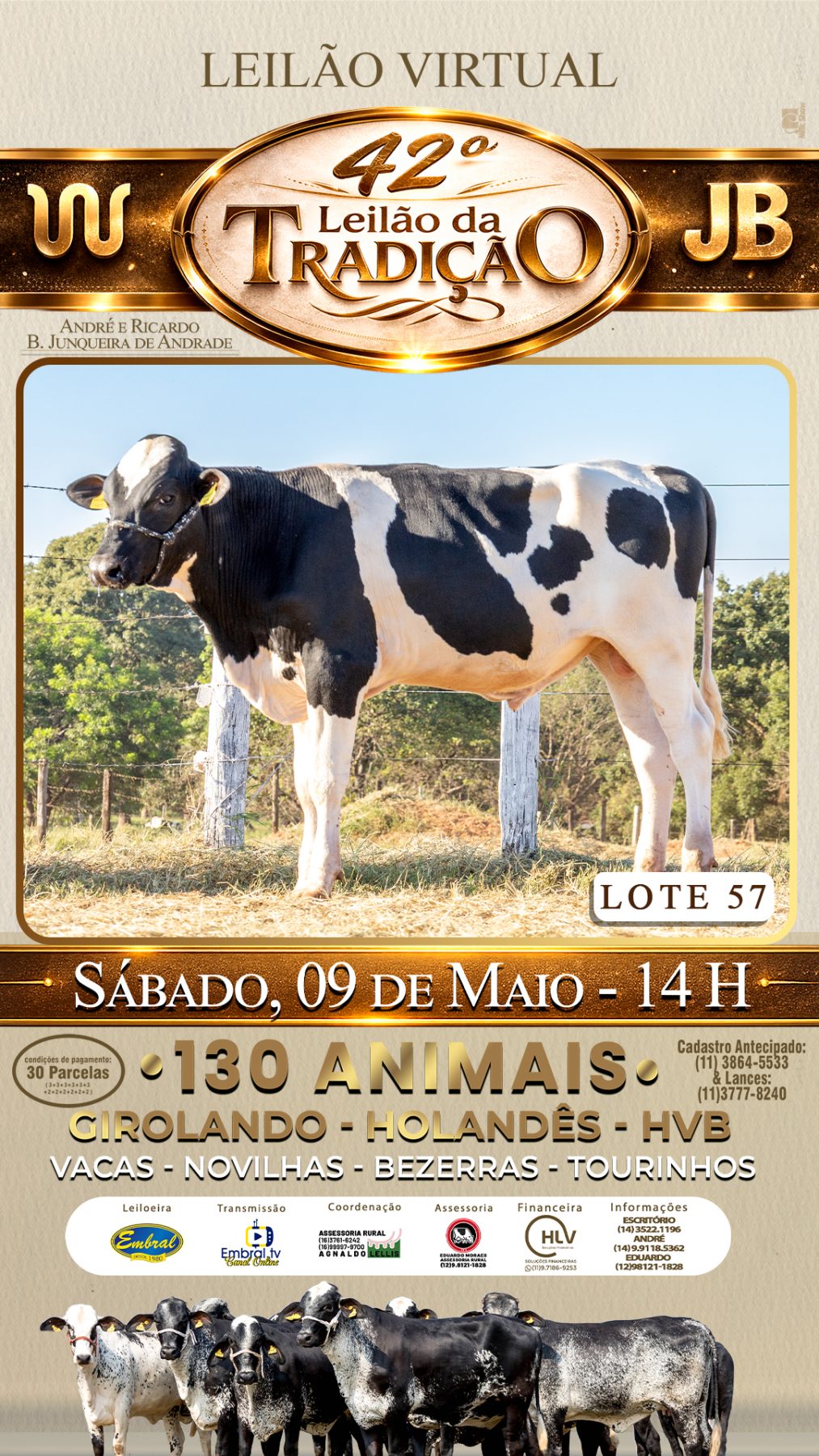 42º LEILÃO DA TRADIÇÃO | GADO GIROLANDO E HOLANDÊS HVB - lote 57