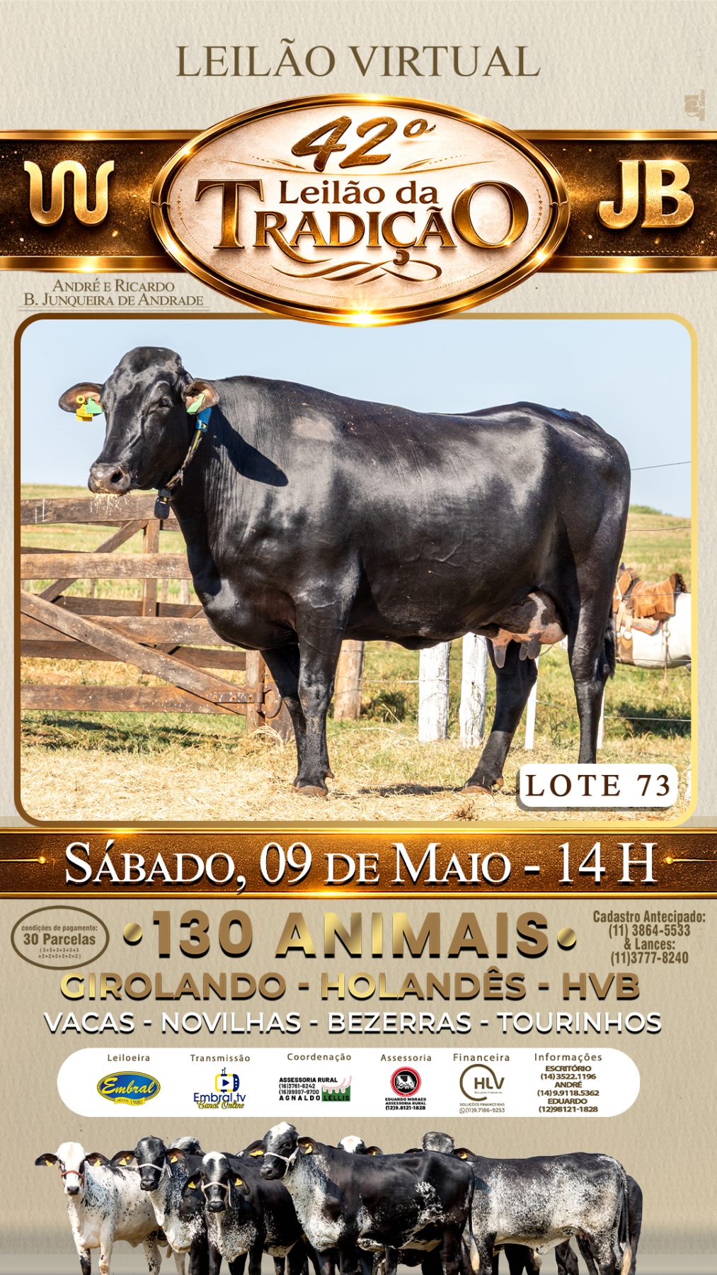 42º LEILÃO DA TRADIÇÃO | GADO GIROLANDO E HOLANDÊS HVB - lote 73