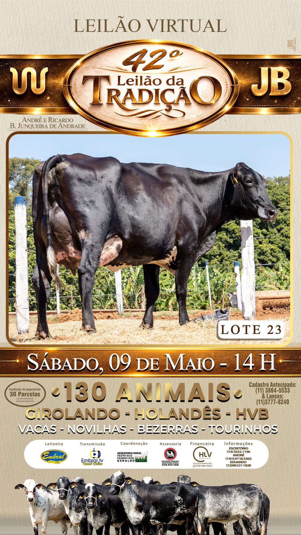 42º LEILÃO DA TRADIÇÃO | GADO GIROLANDO E HOLANDÊS HVB - lote 23