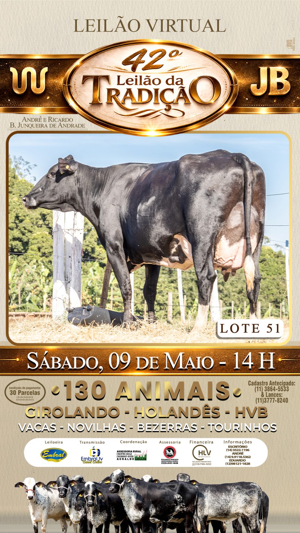 42º LEILÃO DA TRADIÇÃO | GADO GIROLANDO E HOLANDÊS HVB - lote 51