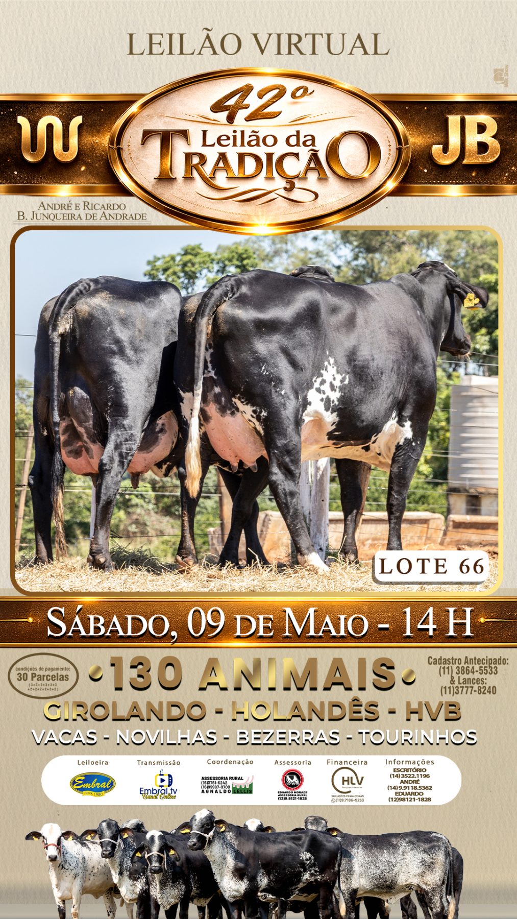 42º LEILÃO DA TRADIÇÃO | GADO GIROLANDO E HOLANDÊS HVB - lote 66
