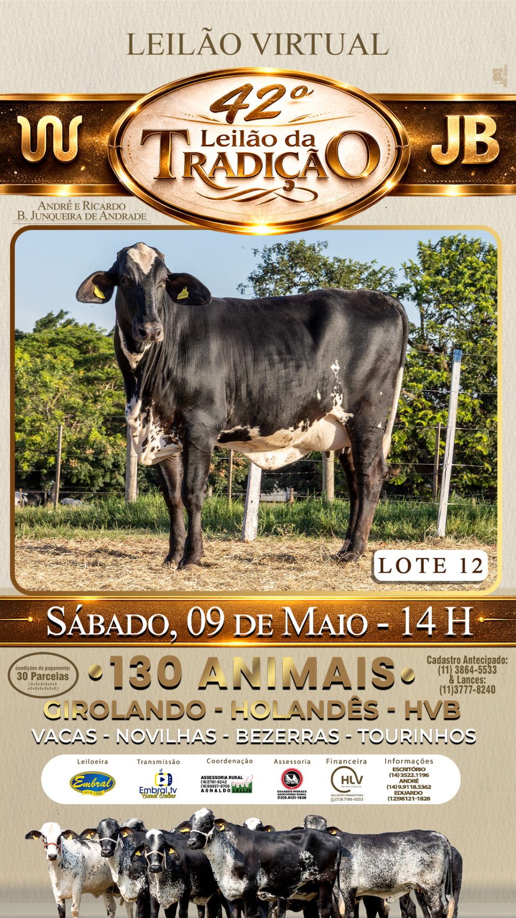42º LEILÃO DA TRADIÇÃO | GADO GIROLANDO E HOLANDÊS HVB - lote 12