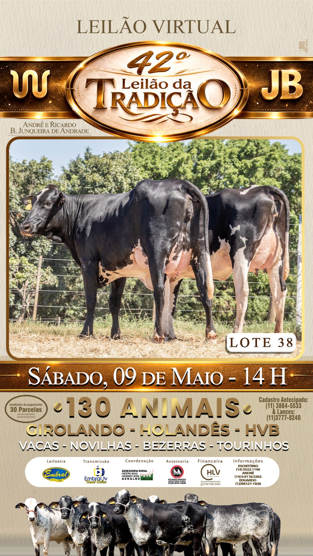 42º LEILÃO DA TRADIÇÃO | GADO GIROLANDO E HOLANDÊS HVB - lote 38