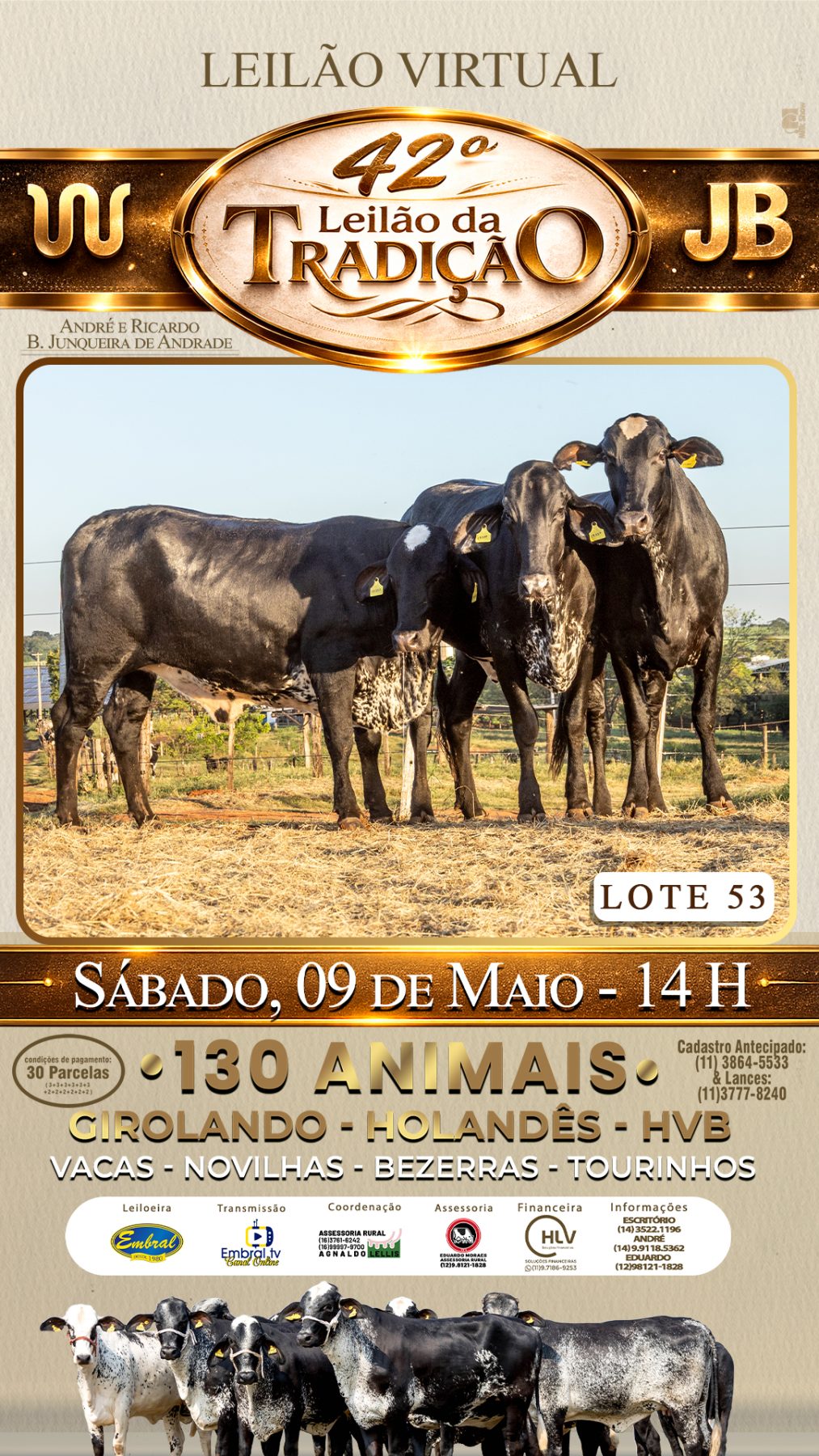 42º LEILÃO DA TRADIÇÃO | GADO GIROLANDO E HOLANDÊS HVB - lote 53