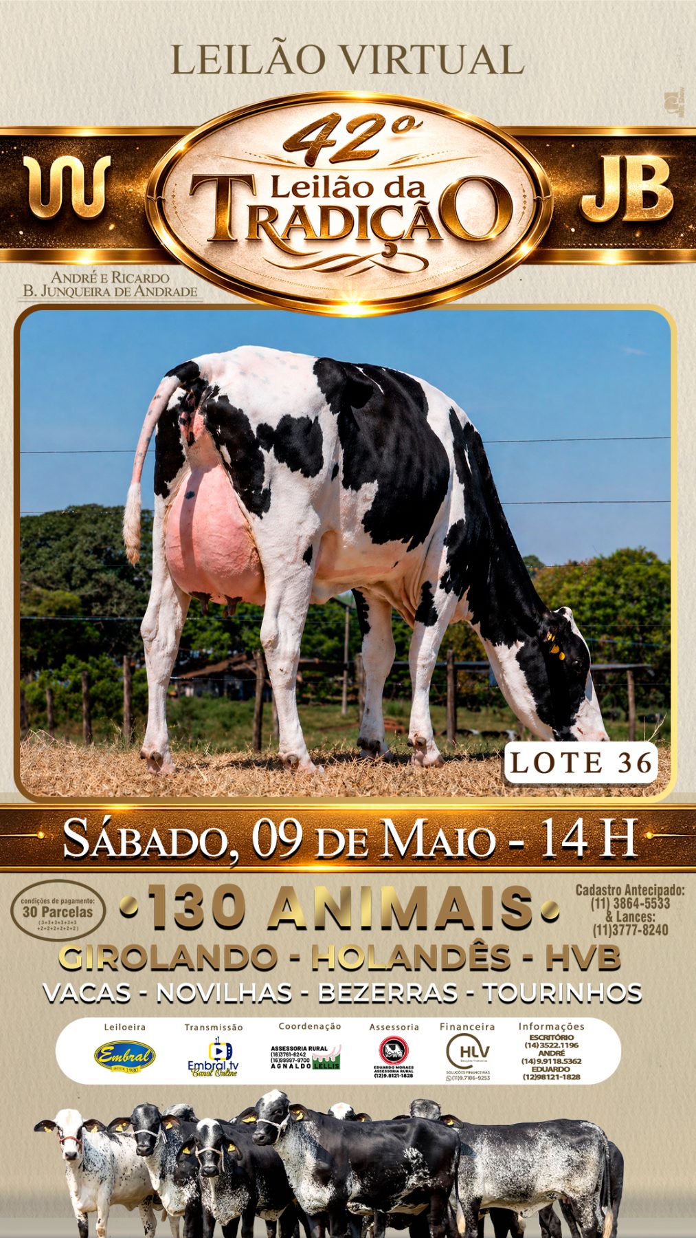 42º LEILÃO DA TRADIÇÃO | GADO GIROLANDO E HOLANDÊS HVB - lote 36