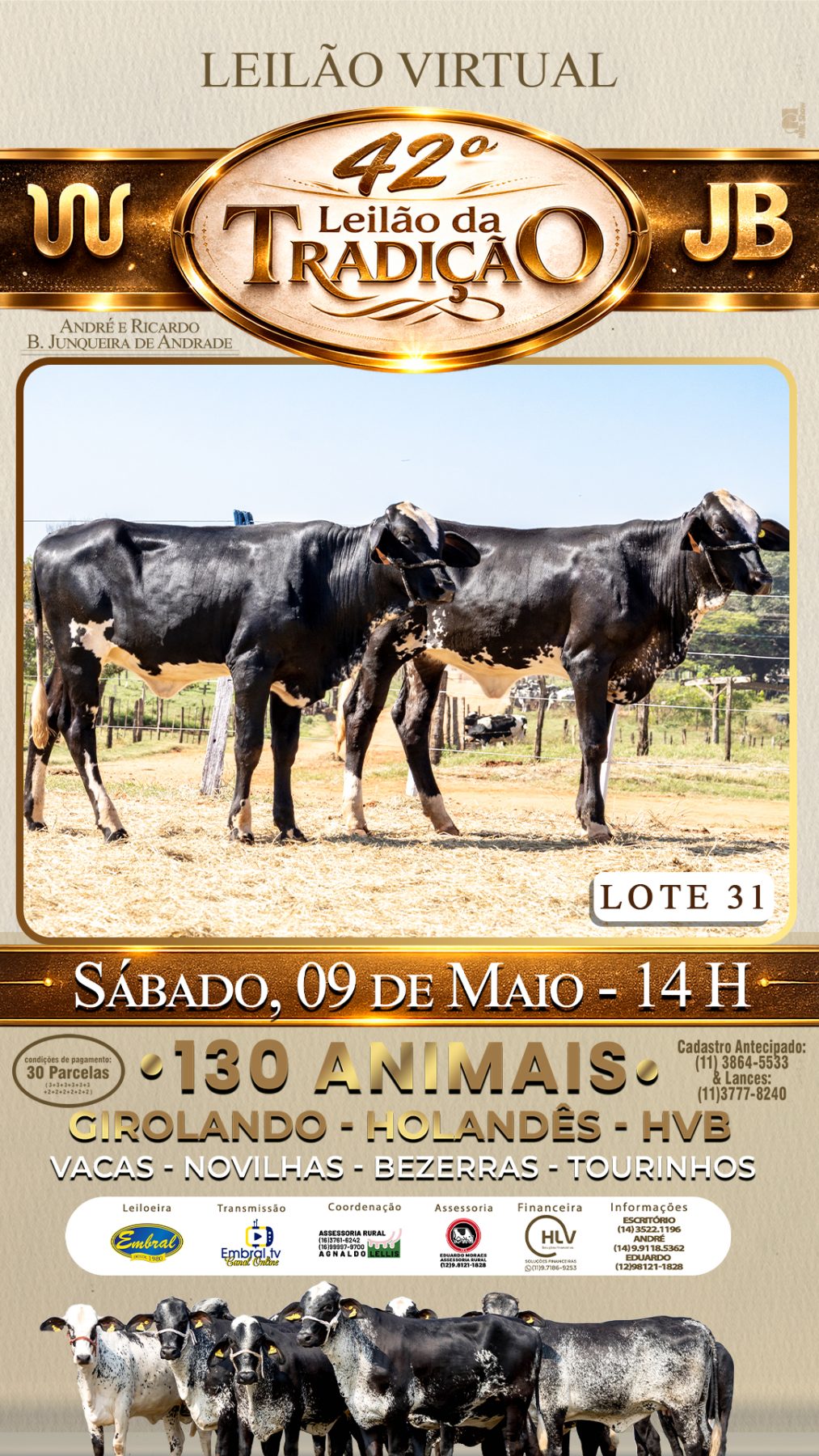 42º LEILÃO DA TRADIÇÃO | GADO GIROLANDO E HOLANDÊS HVB - lote 31