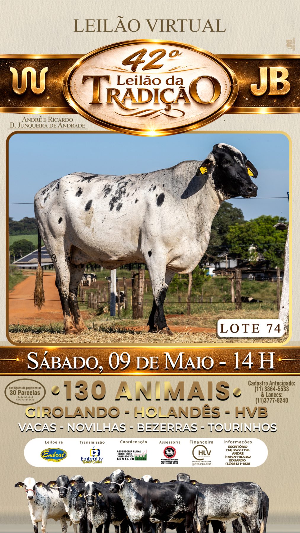 42º LEILÃO DA TRADIÇÃO | GADO GIROLANDO E HOLANDÊS HVB - lote 74