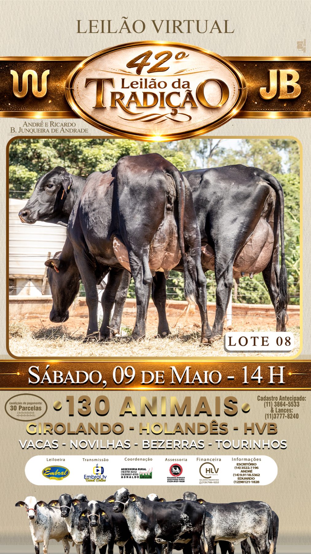 42º LEILÃO DA TRADIÇÃO | GADO GIROLANDO E HOLANDÊS HVB - lote 8