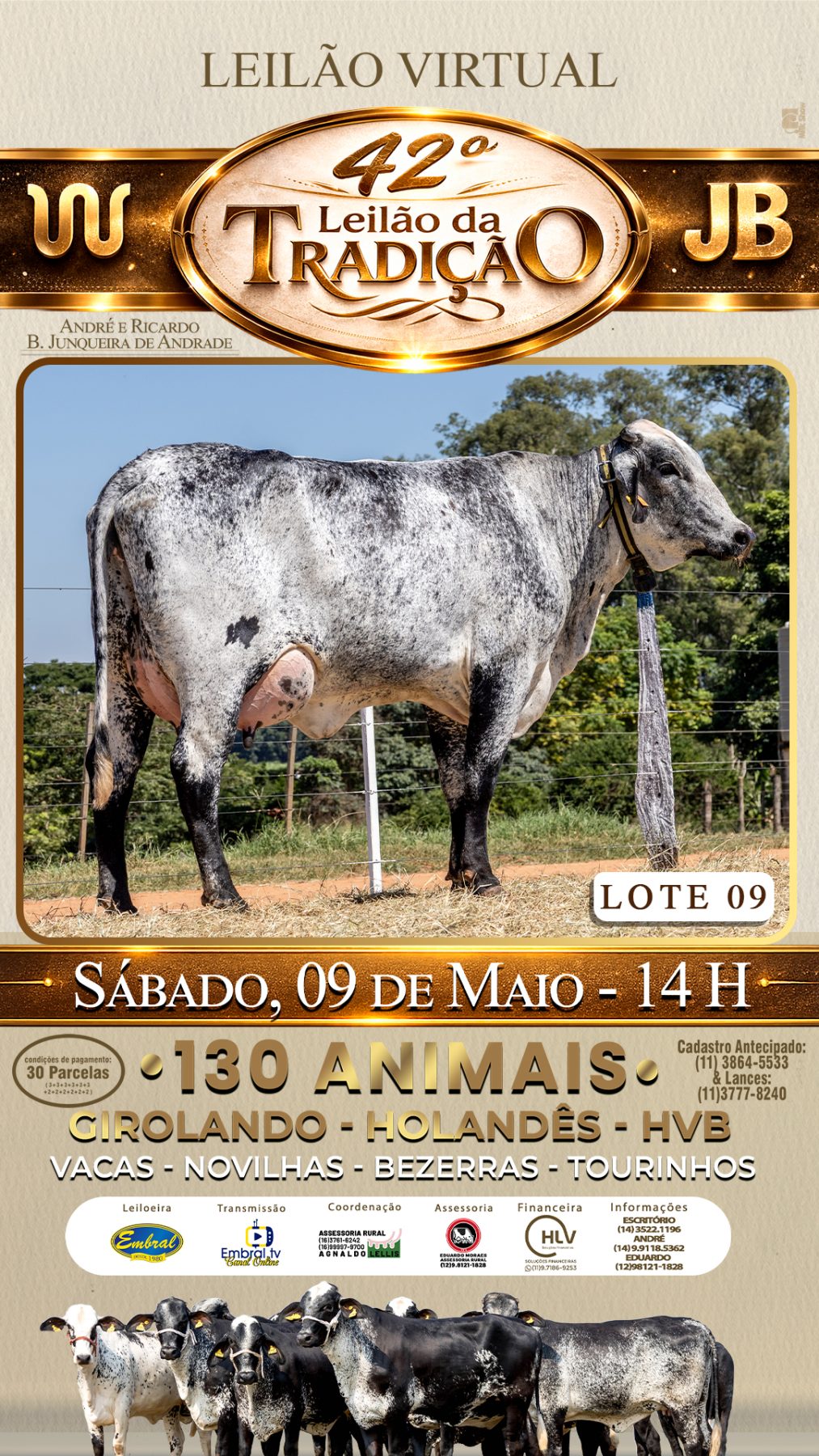 42º LEILÃO DA TRADIÇÃO | GADO GIROLANDO E HOLANDÊS HVB - lote 9