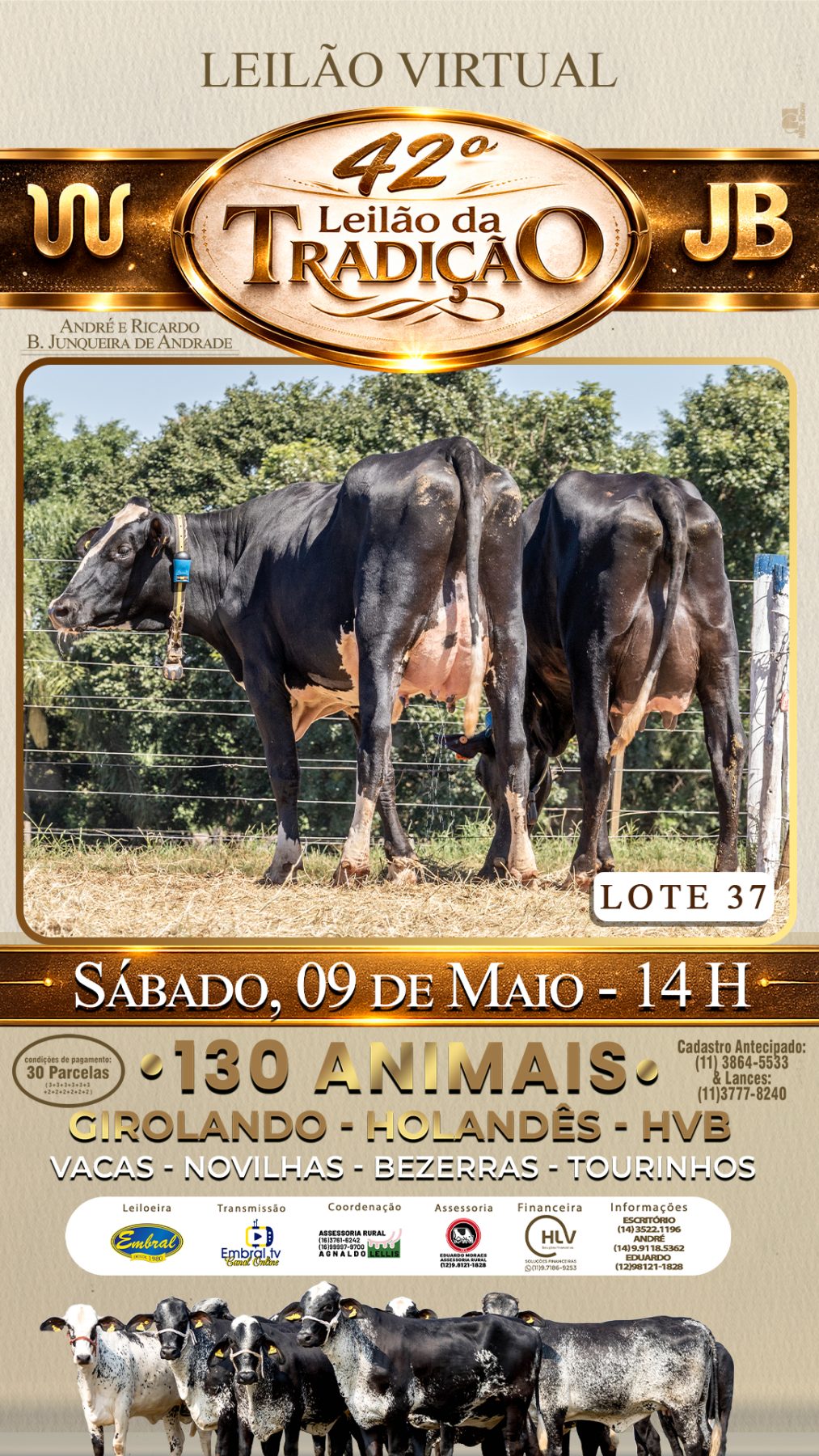 42º LEILÃO DA TRADIÇÃO | GADO GIROLANDO E HOLANDÊS HVB - lote 37