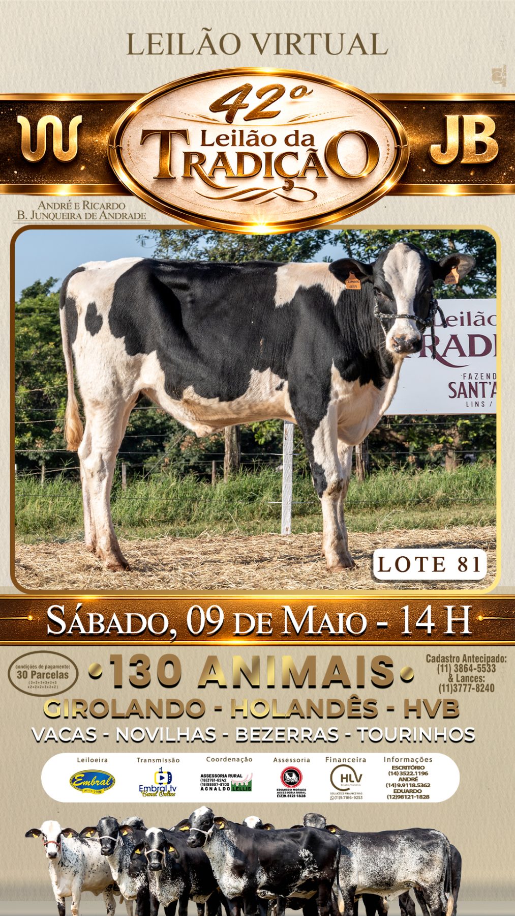 42º LEILÃO DA TRADIÇÃO | GADO GIROLANDO E HOLANDÊS HVB - lote 81