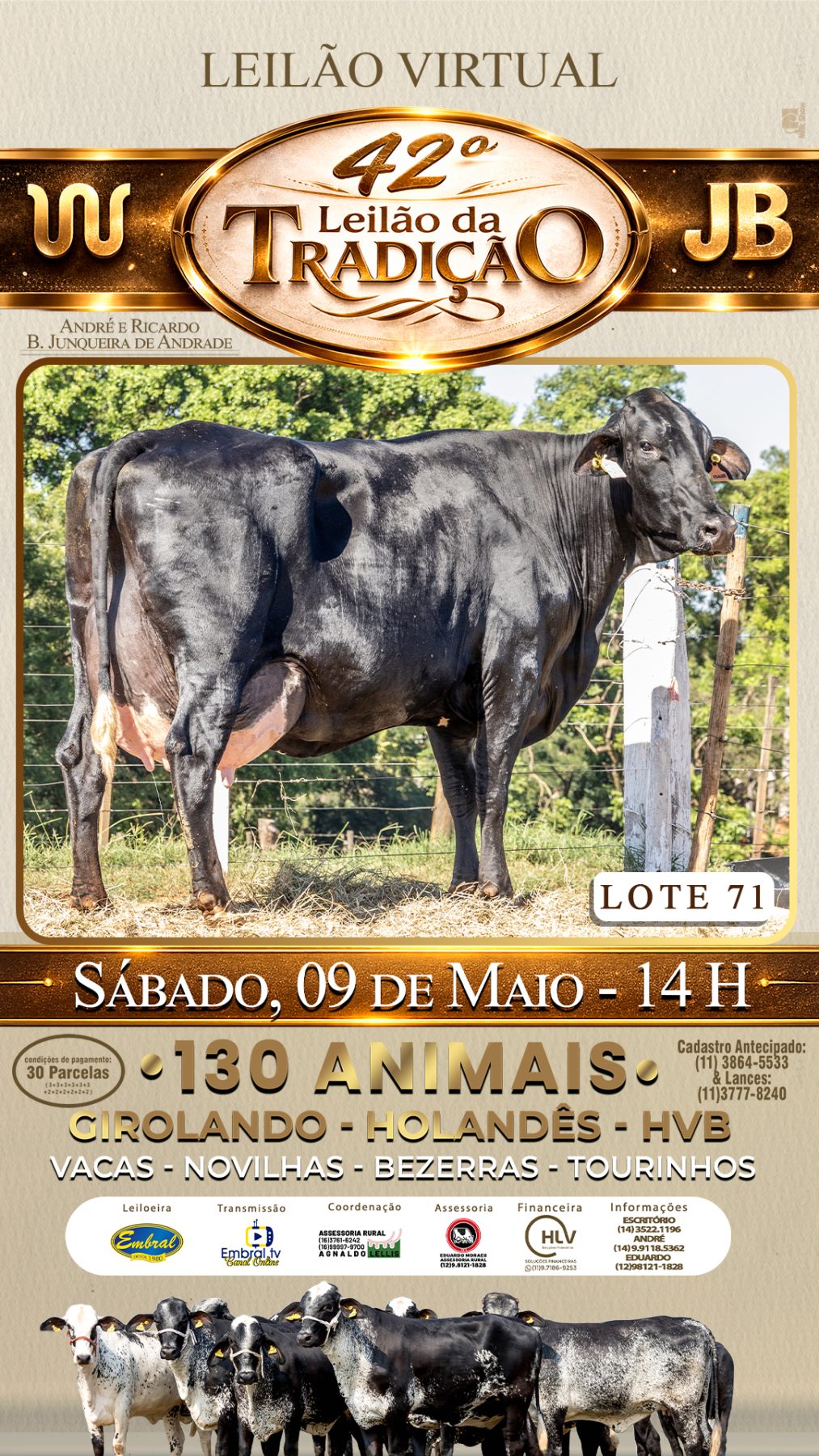 42º LEILÃO DA TRADIÇÃO | GADO GIROLANDO E HOLANDÊS HVB - lote 71