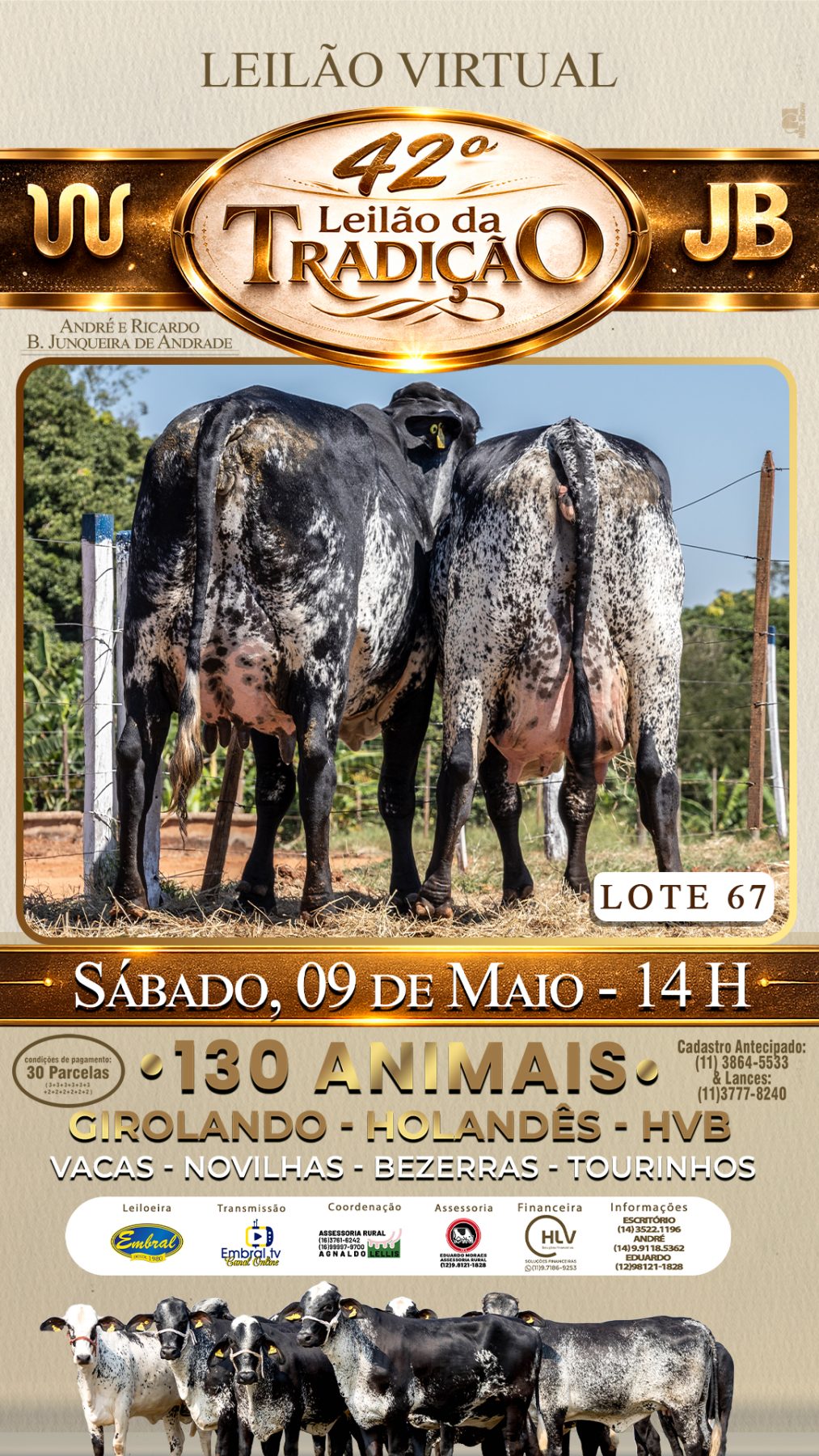 42º LEILÃO DA TRADIÇÃO | GADO GIROLANDO E HOLANDÊS HVB - lote 67