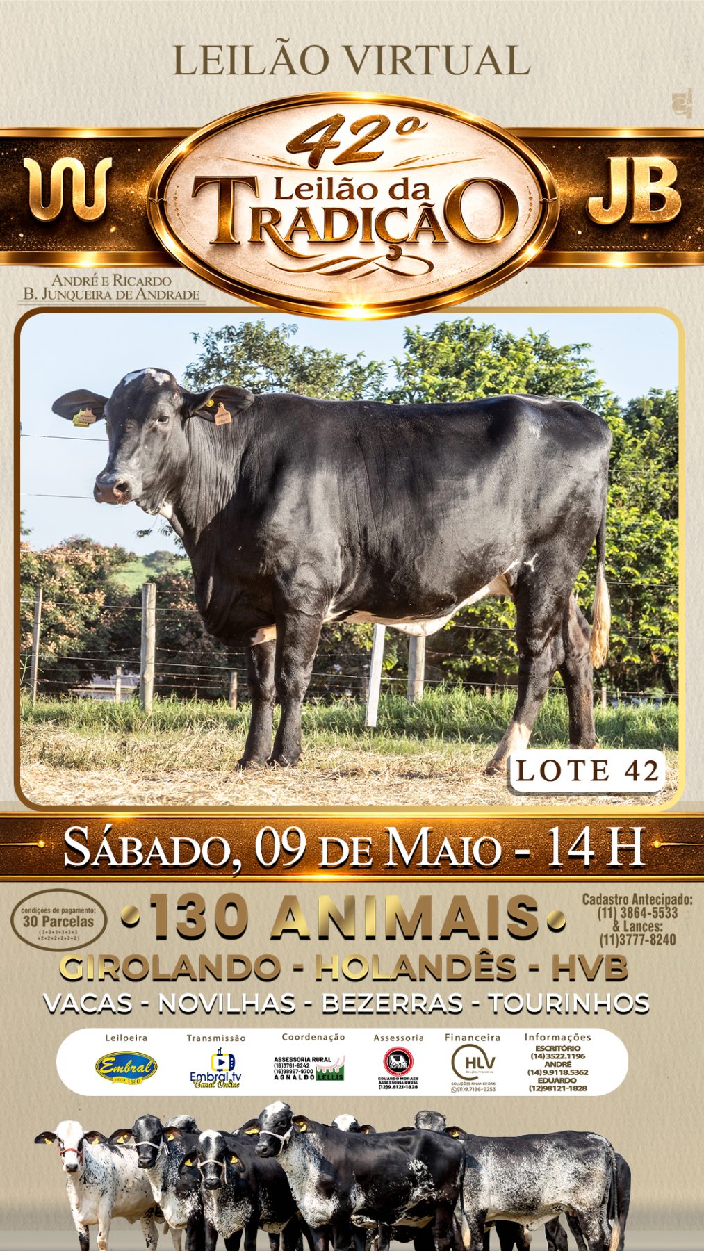 42º LEILÃO DA TRADIÇÃO | GADO GIROLANDO E HOLANDÊS HVB - lote 42