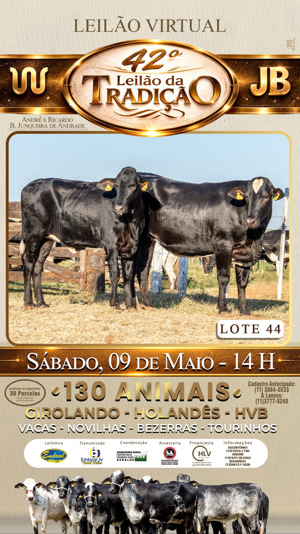 42º LEILÃO DA TRADIÇÃO | GADO GIROLANDO E HOLANDÊS HVB - lote 44