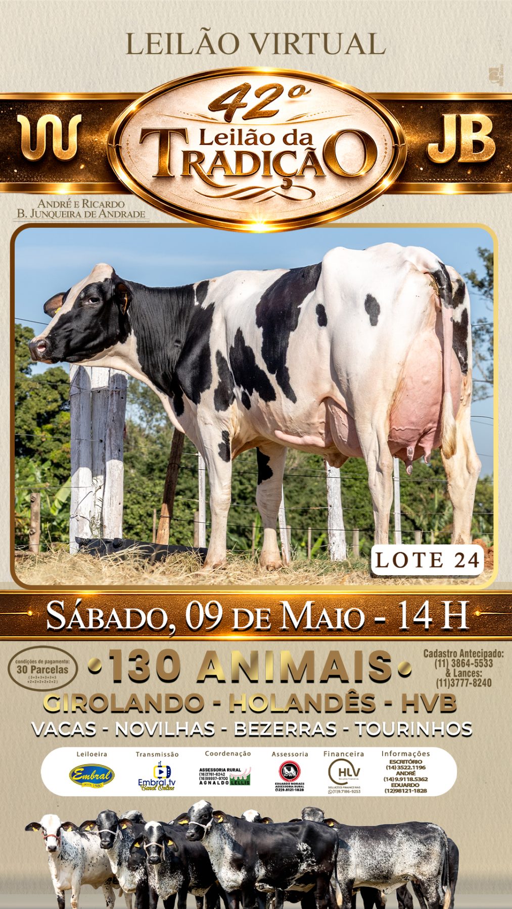 42º LEILÃO DA TRADIÇÃO | GADO GIROLANDO E HOLANDÊS HVB - lote 24