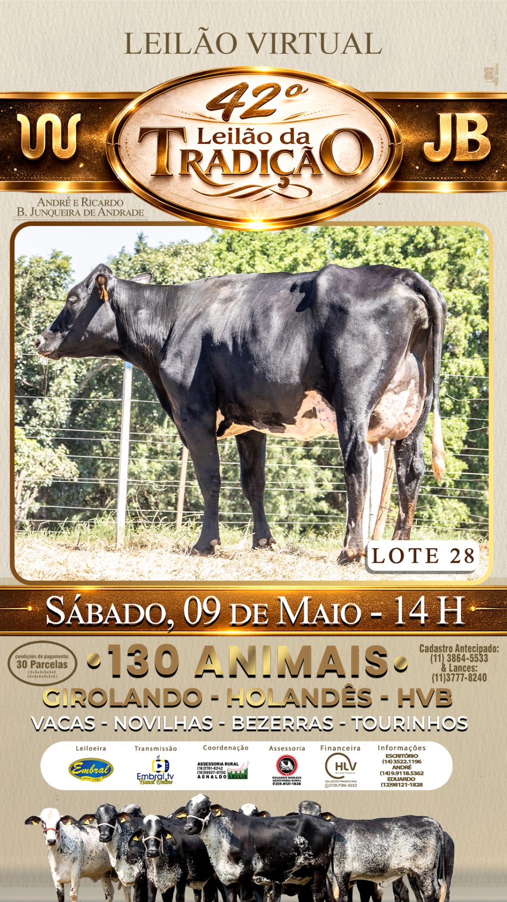 42º LEILÃO DA TRADIÇÃO | GADO GIROLANDO E HOLANDÊS HVB - lote 28