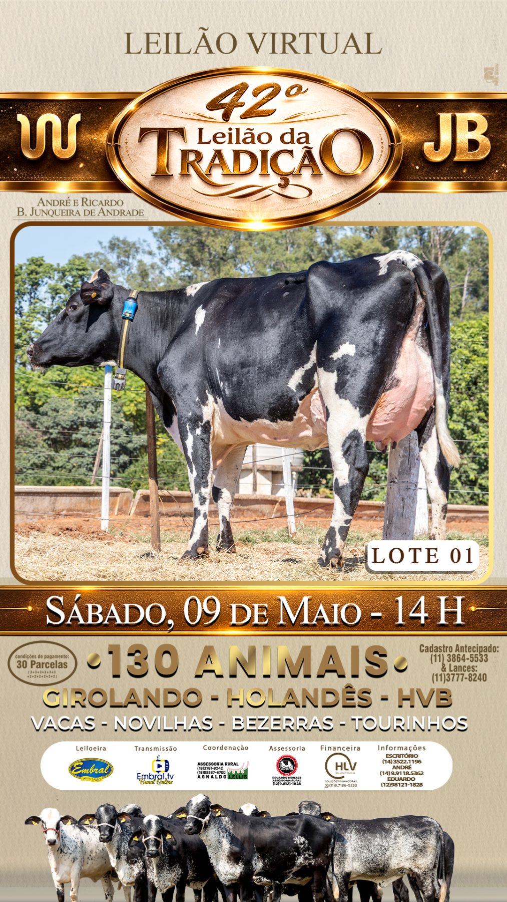 42º LEILÃO DA TRADIÇÃO | GADO GIROLANDO E HOLANDÊS HVB - lote 1