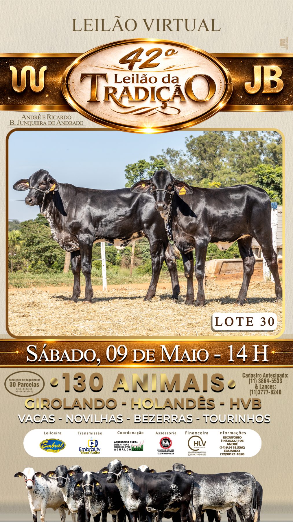 42º LEILÃO DA TRADIÇÃO | GADO GIROLANDO E HOLANDÊS HVB - lote 30